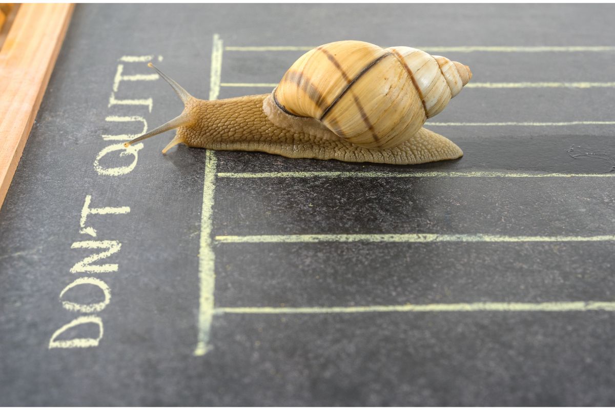 snail crossing a finish line