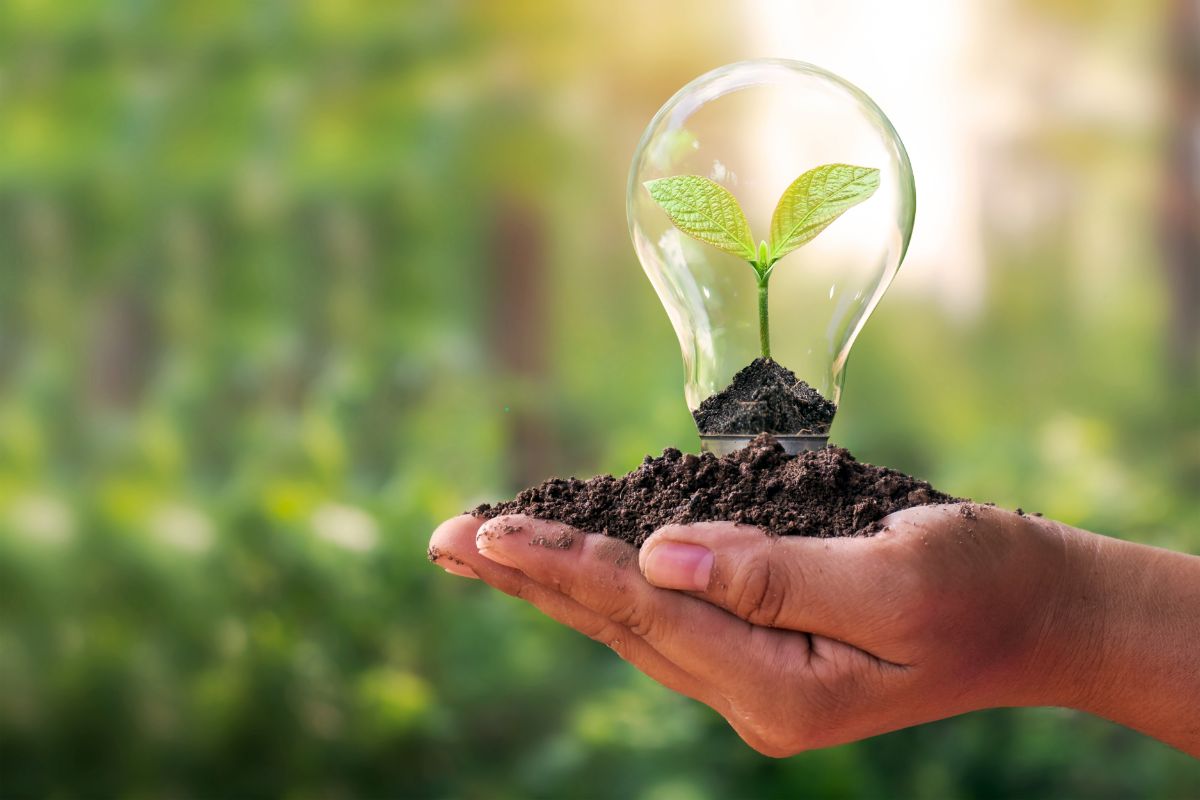Growing Plant inside a lightbulb
