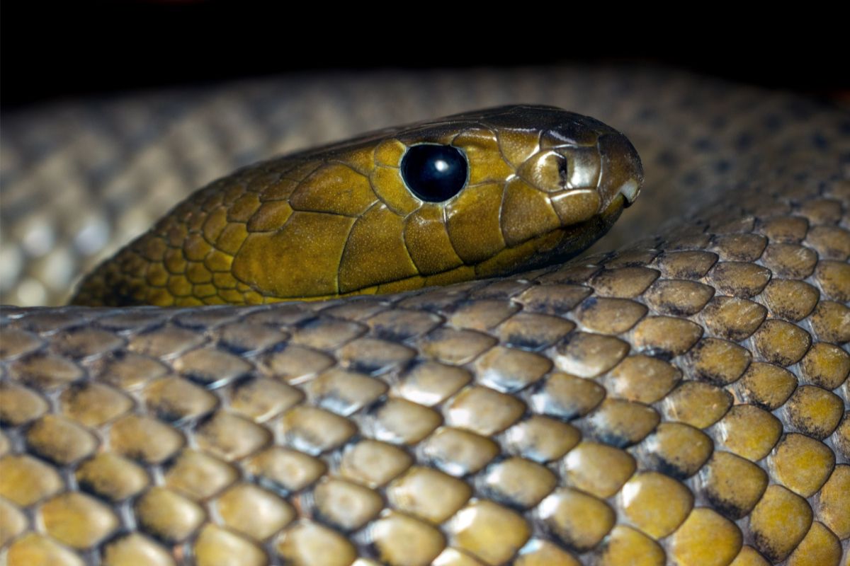 Inland Taipan Snake